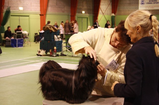 Shih Tzu Danmark